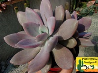 Graptoveria page 1
