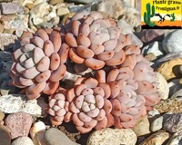 Graptoveria page 2
