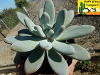 Pachyveria