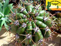 grands cactus adaptés au climat mediterraneen