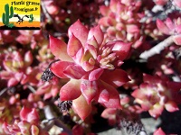 plantes grasses pour rocaille mediterraneenne